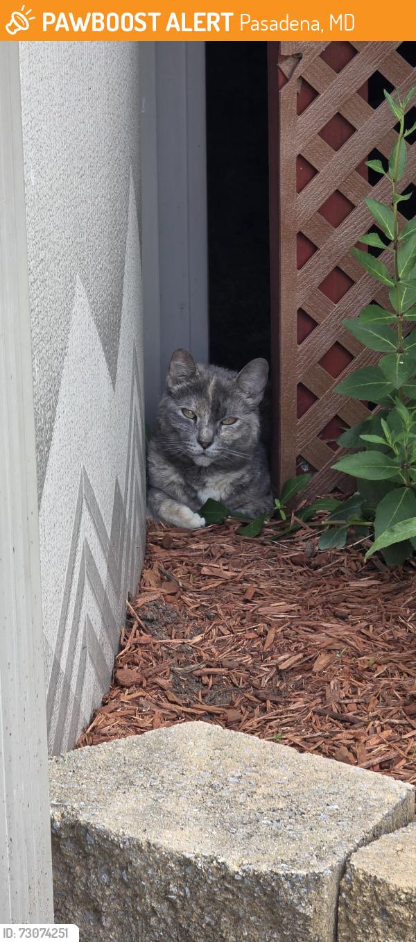 Found/Stray Female Cat last seen Eastshore Rd, Pasadena, MD 21122