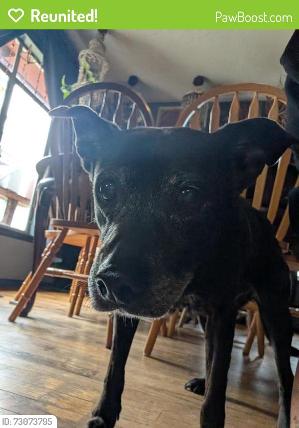 Reunited Female Dog last seen 15th and Cambrien , Bremerton, WA 98337