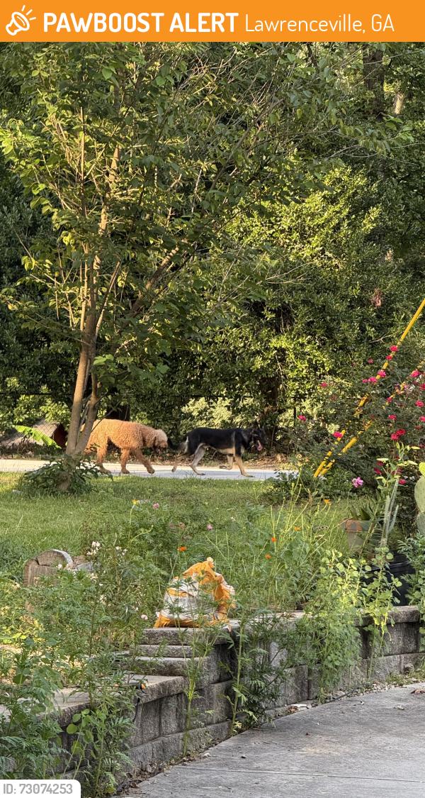 Found/Stray Unknown Dog last seen Cooper Way,Lawrenceville, Lawrenceville, GA 30046