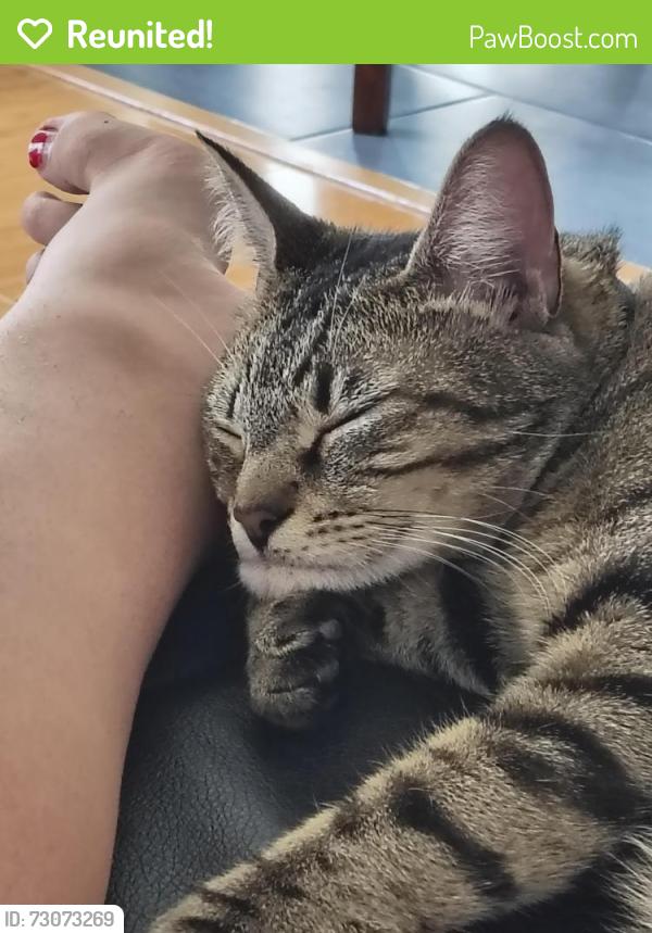 Reunited Female Cat last seen W. Rifle Club Court and W. Conestoga Lane., Spokane, WA 99208