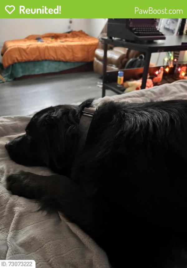 Reunited Female Dog last seen Ozanam and Berwyn, Chicago, IL 60656