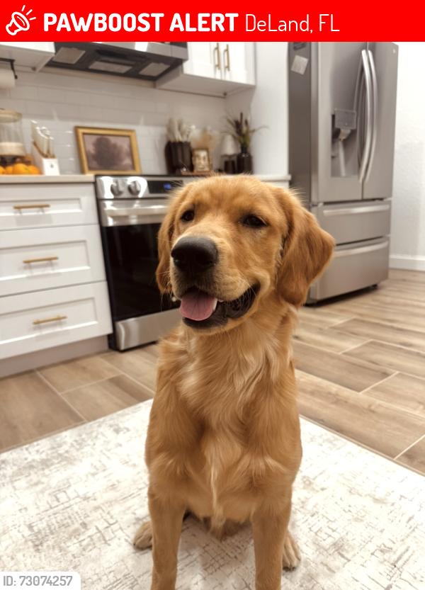 Lost Male Dog last seen Grand ave and gleenwood, DeLand, FL 32720
