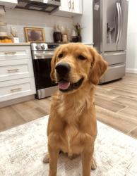 Lost Male Dog last seen Grand ave and gleenwood, DeLand, FL 32720