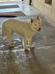 Found/Stray Unknown Dog last seen Madonna and oblate, San Antonio, TX 78216