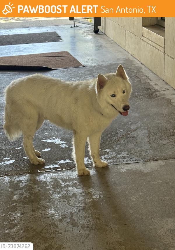 Found/Stray Unknown Dog last seen Madonna and oblate, San Antonio, TX 78216