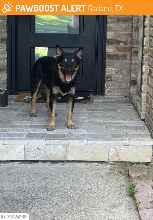 Found/Stray Male Dog last seen Merrimac Trl and Seminary Ridge, Garland, TX 75043