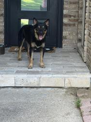 Found/Stray Male Dog last seen Merrimac Trl and Seminary Ridge, Garland, TX 75043