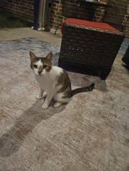 Lost Female Cat last seen Hwy 6 josephine tx, Nevada, TX 75173