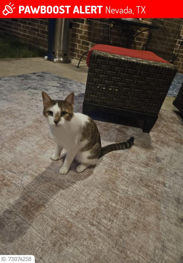 Lost Female Cat last seen Hwy 6 josephine tx, Nevada, TX 75173