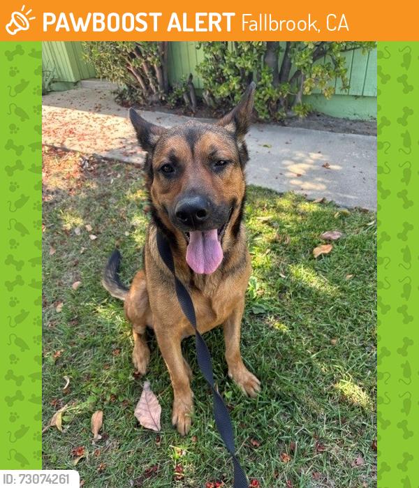 Found/Stray Female Dog last seen Old Stage Rd, Fallbrook, CA 92028