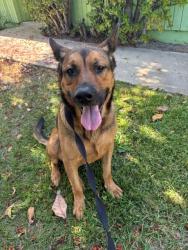 Found/Stray Female Dog last seen Old Stage Rd, Fallbrook, CA 92028