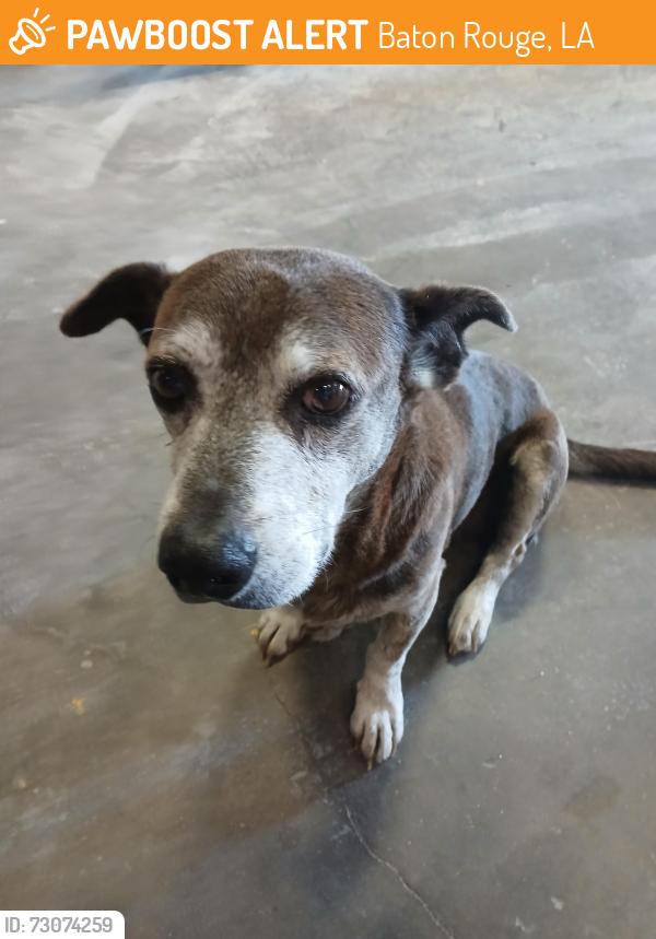 Found/Stray Male Dog last seen Perkins and highland, Baton Rouge, LA 70809