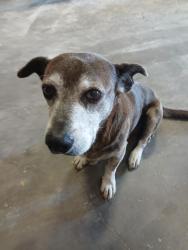 Found/Stray Male Dog last seen Perkins and highland, Baton Rouge, LA 70809