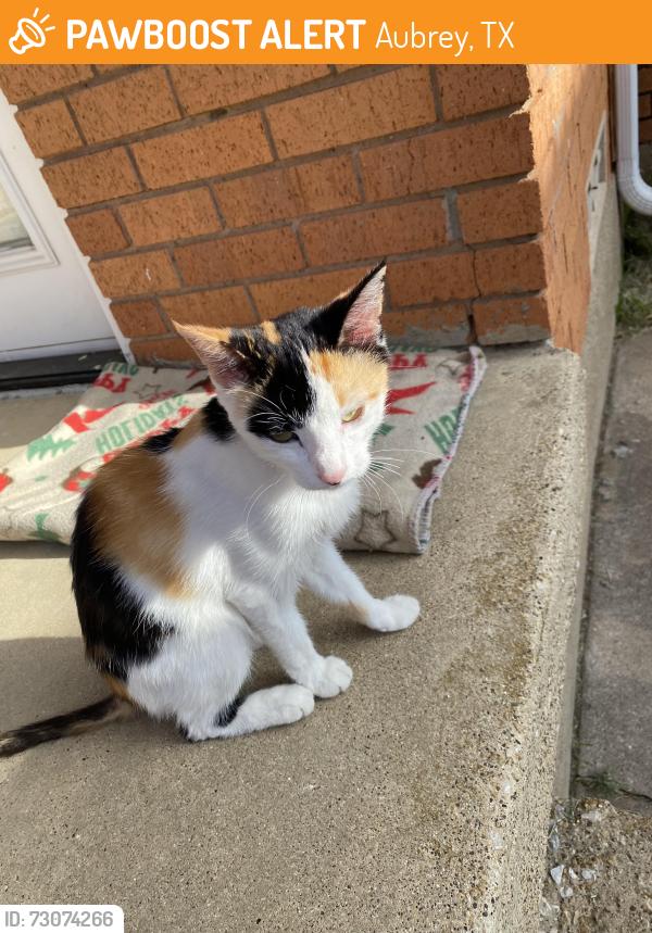 Found/Stray Female Cat last seen Near harmon road, aubrey, Aubrey, TX 76227