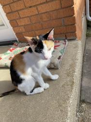 Found/Stray Female Cat last seen Near harmon road, aubrey, Aubrey, TX 76227