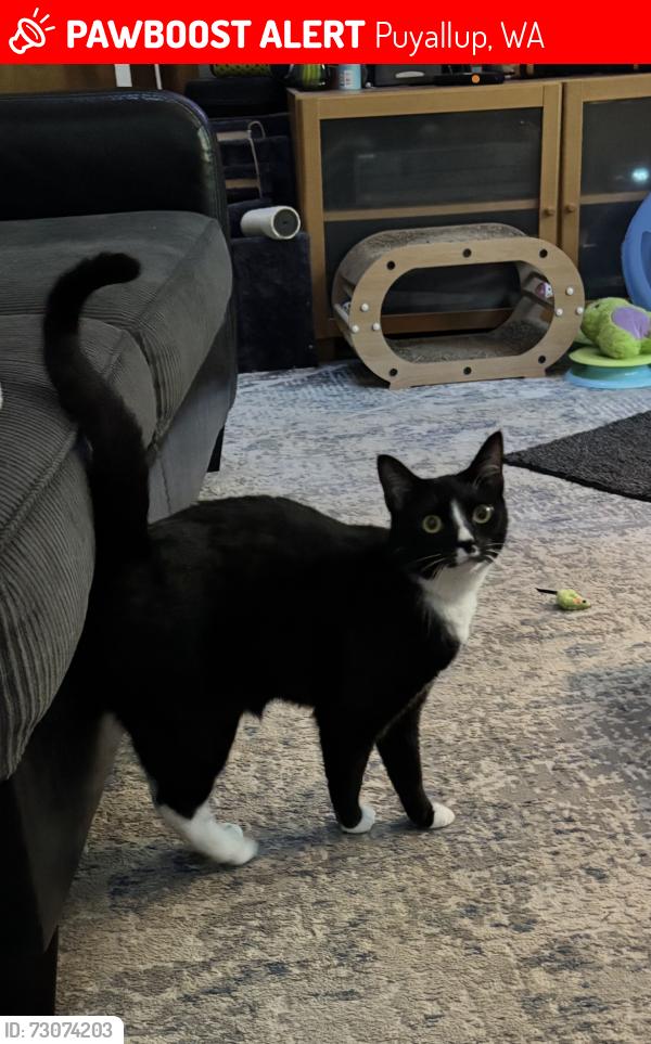 Lost Female Cat last seen 25th Ave Ct SE & Shaw Road, Puyallup, WA 98374