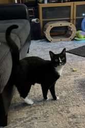 Lost Female Cat last seen 25th Ave Ct SE & Shaw Road, Puyallup, WA 98374