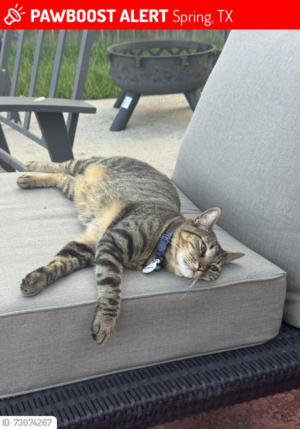 Lost Female Cat last seen Legends Ranch Subdivision , Spring, TX 77386