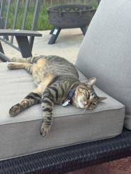 Lost Female Cat last seen Legends Ranch Subdivision , Spring, TX 77386