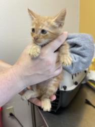 Shelter Stray Male Cat last seen Near Potter Lane, 75149, TX, 1650 Gross Rd, Mesquite, TX 75149, USA