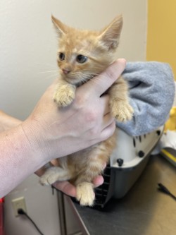 Shelter Stray Male Cat last seen Near Potter Lane, 75149, TX, 1650 Gross Rd, Mesquite, TX 75149, USA