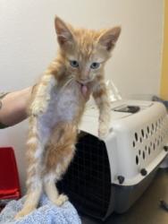 Shelter Stray Male Cat last seen Near Potter Lane, 75149, TX, 1650 Gross Rd, Mesquite, TX 75149, USA