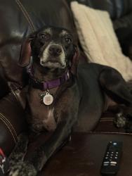 Reunited Female Dog last seen Blackwell Avenue, Port St. Lucie, FL 34952