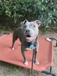 Shelter Stray Female Dog last seen Near Ember Drive Decatur, 30034, 30034, GA, 3280 Chamblee Dunwoody Rd, Chamblee, GA 30341, USA
