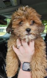 Shelter Stray Unknown Dog last seen Near Valley Brook Pl, Decatur, GA 30033, 30033, GA, 3280 Chamblee Dunwoody Rd, Chamblee, GA 30341, USA
