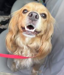 Shelter Stray Unknown Dog last seen Near Century Circle NE, Atlanta 30345, 30345, GA, 3280 Chamblee Dunwoody Rd, Chamblee, GA 30341, USA