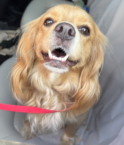 Shelter Stray Unknown Dog last seen Near Century Circle NE, Atlanta 30345, 30345, GA, 3280 Chamblee Dunwoody Rd, Chamblee, GA 30341, USA