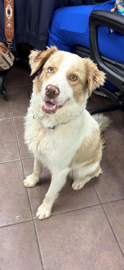 Shelter Stray Male Dog last seen n main st, District 1 - North Cleburne, TX, 2375 Service Dr, Cleburne, TX 76033, USA