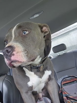 Shelter Stray Male Dog last seen Near forestside ln, South Fulton, GA, 1251 Fulton Industrial Blvd NW, Atlanta, GA 30336, USA