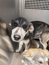 Shelter Stray Female Dog last seen , , TX, 355 Hillshire Dr, Haslet, TX 76052, USA
