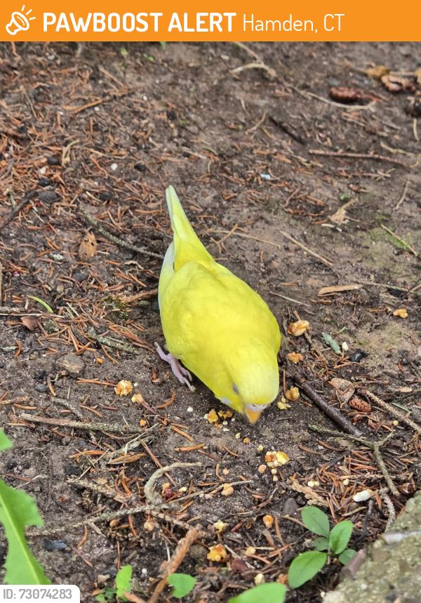 Found/Stray Unknown Bird last seen Dixwell avenue, Hamden, CT 06518
