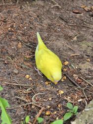 Found/Stray Unknown Bird last seen Dixwell avenue, Hamden, CT 06518
