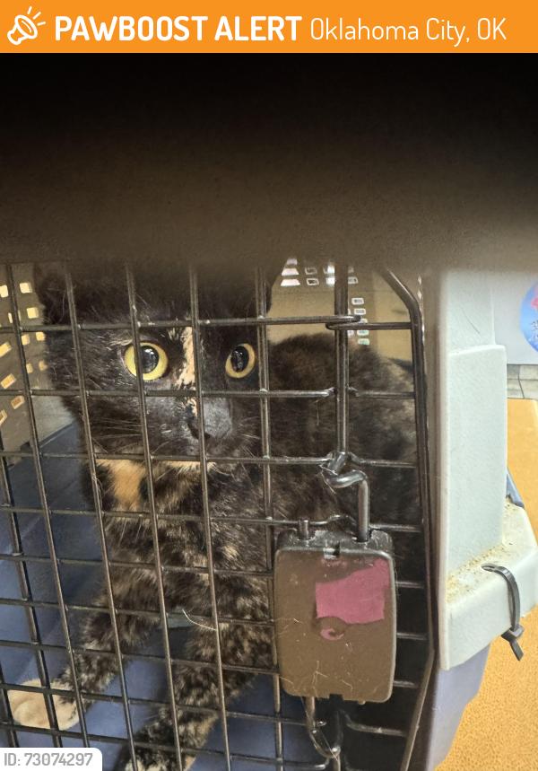 Found/Stray Female Cat last seen Nw 31st and N Florida Ave, Oklahoma City, OK 73107