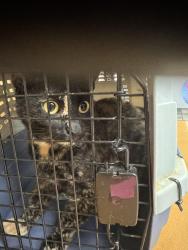 Found/Stray Female Cat last seen Nw 31st and N Florida Ave, Oklahoma City, OK 73107