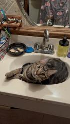 Lost Male Cat last seen Tiffany Pines, Fayetteville, NC 28311