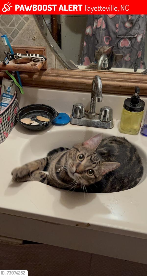 Lost Male Cat last seen Tiffany Pines, Fayetteville, NC 28311