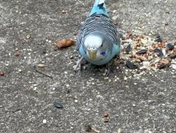 Found/Stray Unknown Bird last seen Campground rd McDonough, McDonough, GA 30252