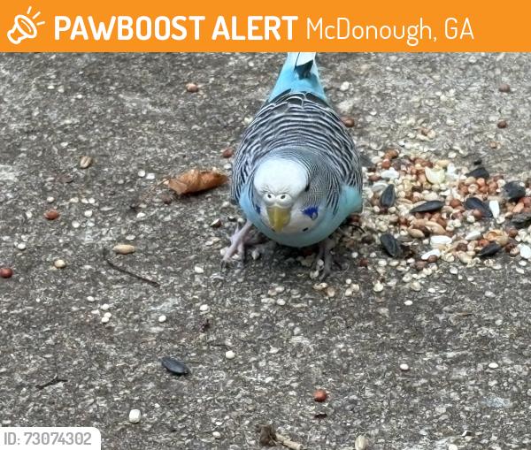Found/Stray Unknown Bird last seen Campground rd McDonough, McDonough, GA 30252