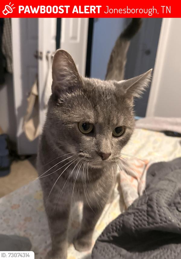 Lost Male Cat last seen Downtown Jonesborough, Jonesborough, TN 37659