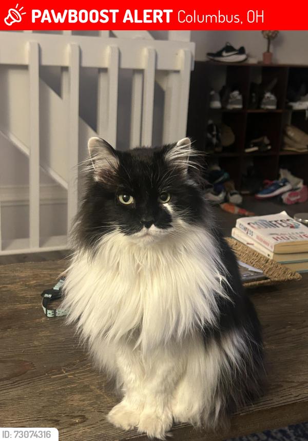 Lost Female Cat last seen Sancus & Park Rd , Columbus, OH 43085