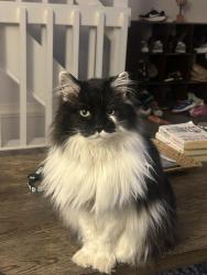 Lost Female Cat last seen Sancus & Park Rd , Columbus, OH 43085