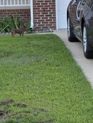 Found/Stray Male Dog last seen 71st school rd, Fayetteville, NC 28314