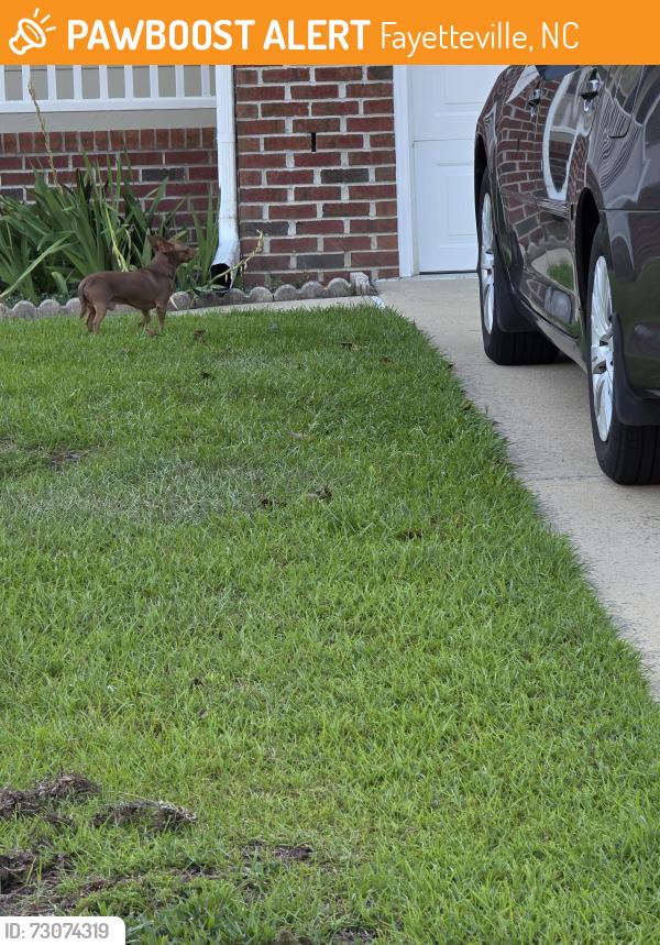 Found/Stray Male Dog last seen 71st school rd, Fayetteville, NC 28314