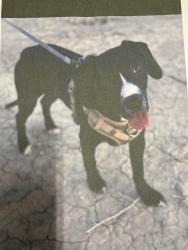 Lost Female Dog last seen W Shiloh way, Imperial, CA 92251