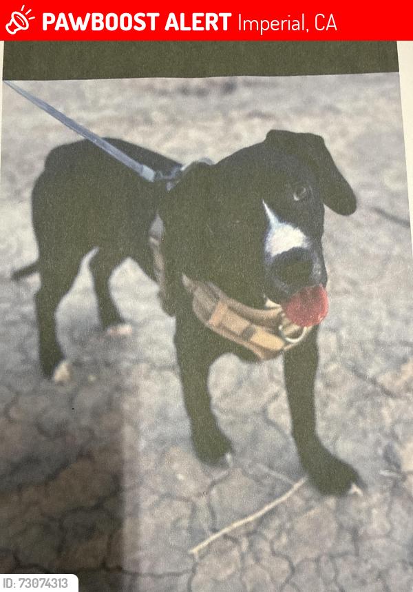 Lost Female Dog last seen W Shiloh way, Imperial, CA 92251