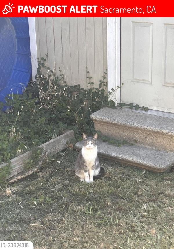 Lost Male Cat last seen Apple cove ct, Sacramento, CA 95828